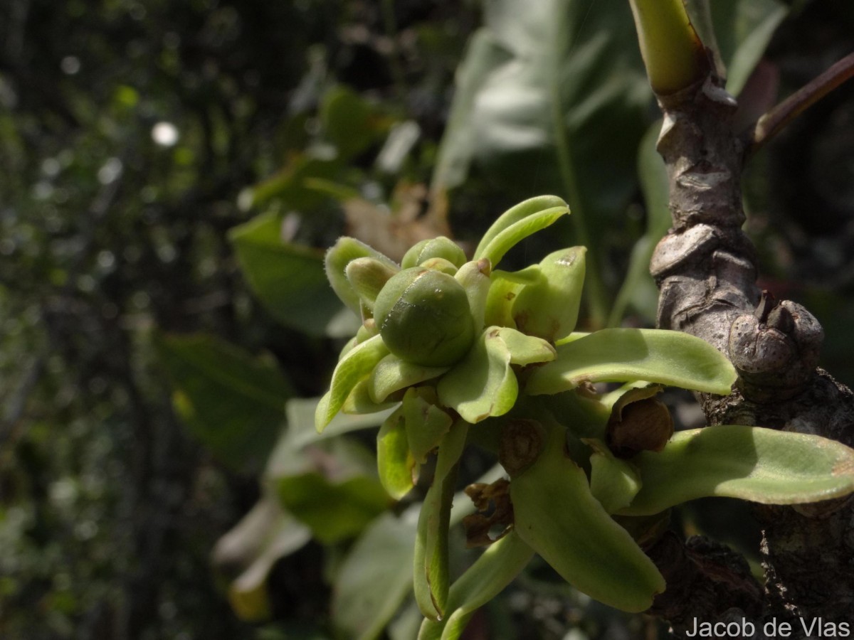 Careya arborea Roxb.